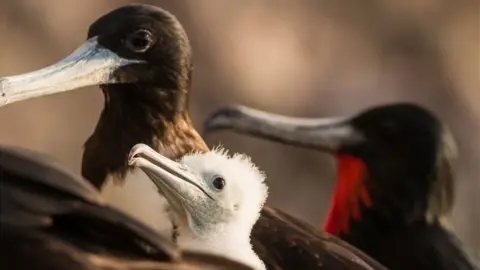 Edward Marshall, FFI Magnificent frigatebird with chick