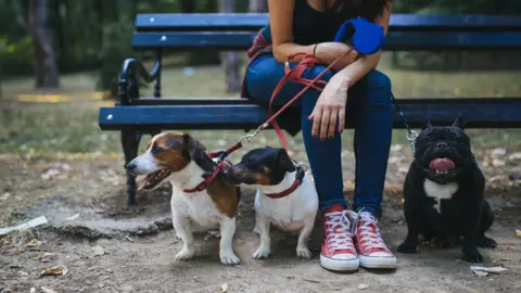 Getty Images Dog walker sitting on a bench