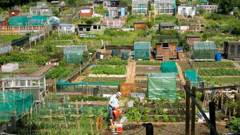 Getty Images Man watering plants in allotment