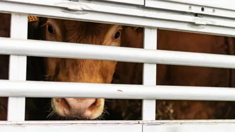 Getty Images A cow being transport in a trailer