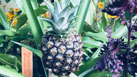 Gioia Olivastri The Botanic Garden, Oxford