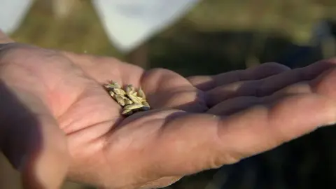 The rye grain grown in the Chernobyl exclusion zone was 'slightly contaminated'