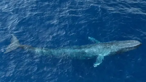 Blue whale off the Seychelles