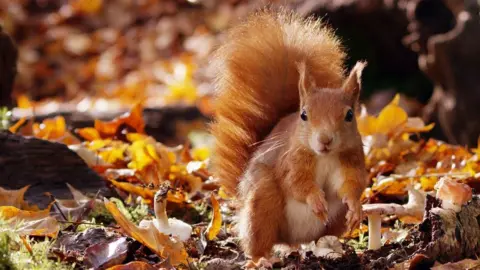 Red squirrel