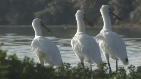 RSPB Spoonbills (stock image)