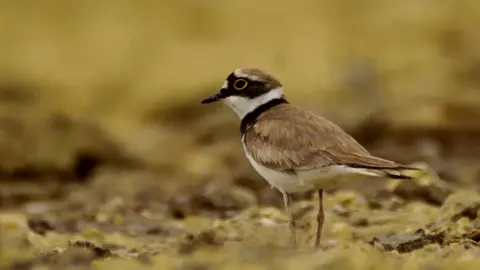 avideus/Getty Images Ringed plover