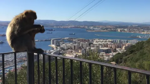 Macaque monkey in Gibraltar