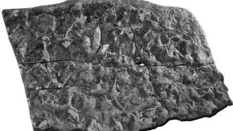 Dr Neil Clark Dinosaur footprints