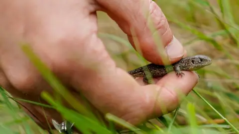 Marwell Wildlife Sand lizard being released at Puddletown Forest