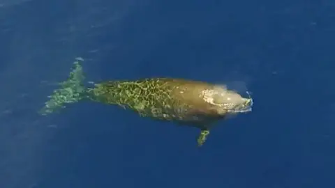 Sea Shepherd A rare view of a Cuvier's beaked whale off the coast of Mexico