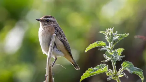 Neil G Morris A whinchat