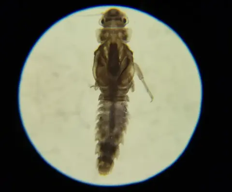 River Thames Scheme Mayfly nymph found at Walton Bridge under microscope