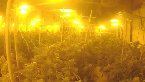 Gloucestershire Police A room full of plants, with bright yellow lights above them