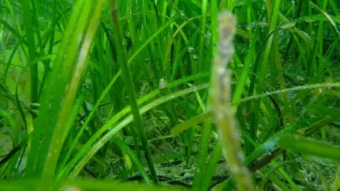 Isle of Man Seasearch Eelgrass