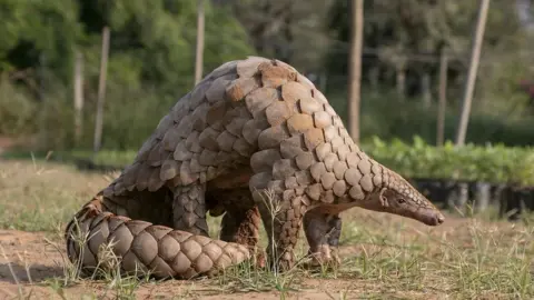 A stock image of a pangolin.