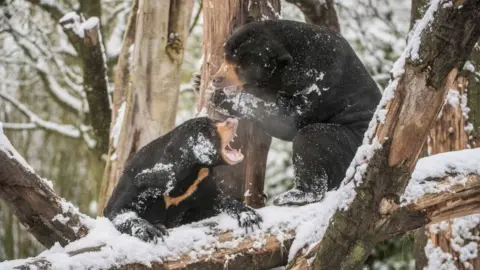 Chester Zoo Sun bears Milli and Toni play fight in the snow at Chester Zoo