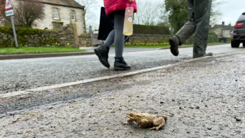 BBC Toad crossing a road during busy times