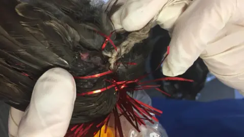 SPCA Picture of birds with decorations tied around neck or wings