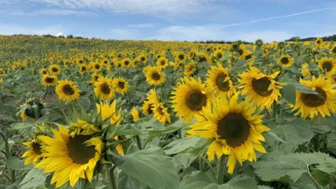 Flavour First sunflower field