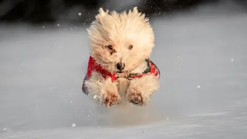 Bazza/Weather Watchers A dog in the snow