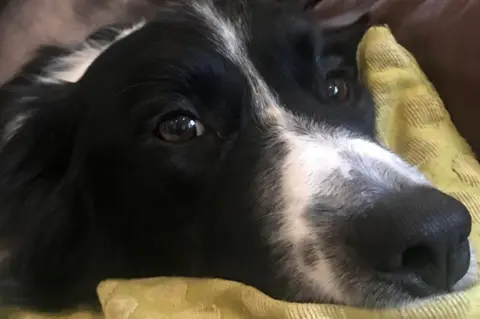 Dick White Referrals Sweep