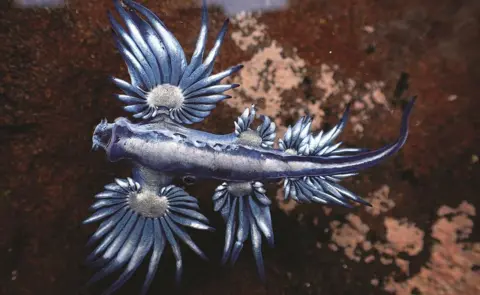 Sea Change Project Blue dragon