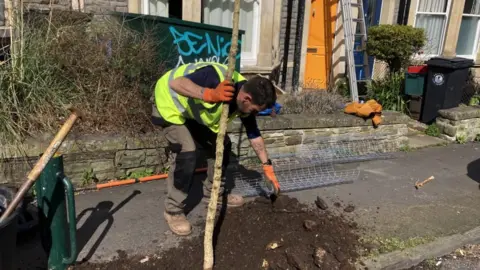 BBC Man planting a tree down Kennington Avenue