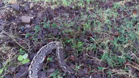 SSPCA Dead snake