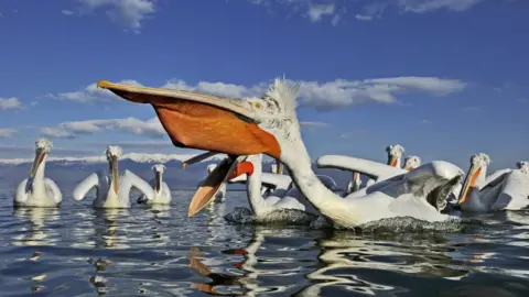 Getty Images A colony of Dalmatian pelicans on a lake in northern Greece