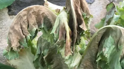 Bertie Daler Poisoned poppy