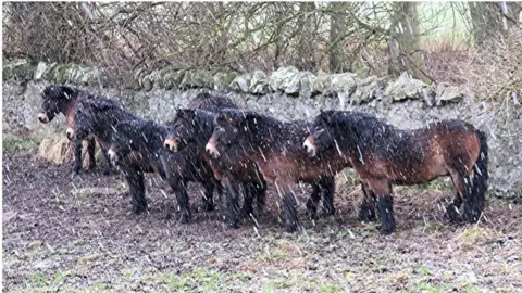 Sylvia Beaumont Exmoor ponies at North Berwick Law in snow medium size.JPG