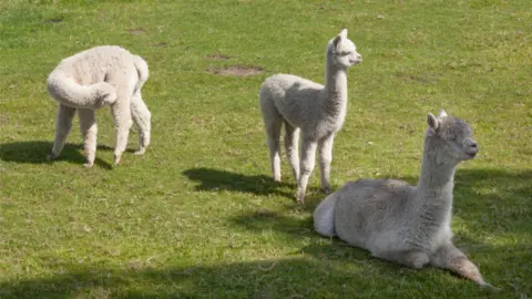 Thinkstock Alpaca