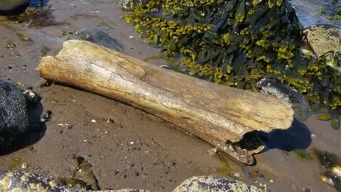 Solway Firth Partnership Mammoth bone