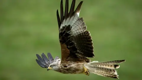 Getty Images Red Kite