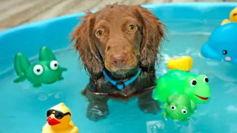 Getty Images Dog in paddling pool