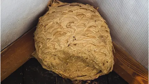 Getty Images Wasp nest
