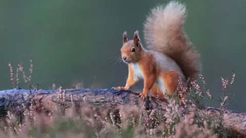Getty Images Red squirrel