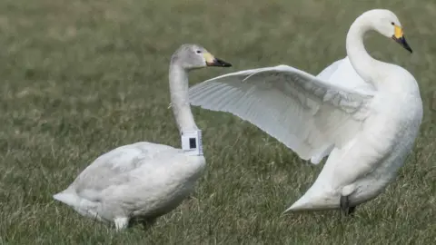 Hans-Joachim Augst Bewick's swans