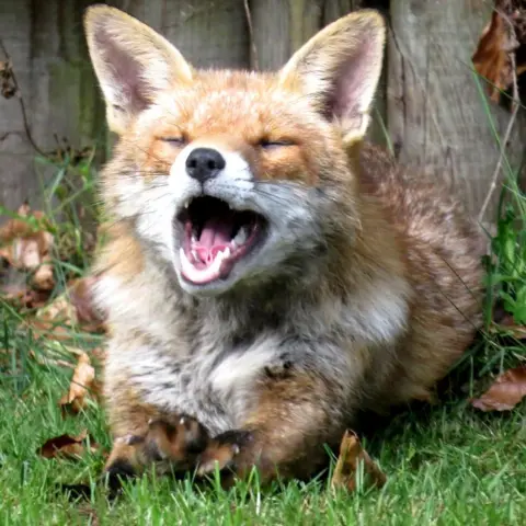 Alistair McCahon Fox