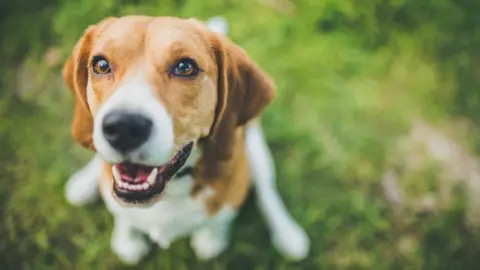 Getty Images A beagle dog