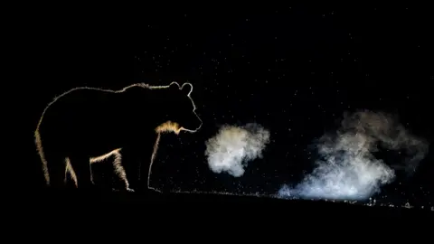 Nature TTL / Bence Mate A silhouette of a bear and the condensation from its breath