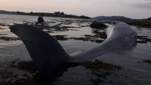 Danny McLaughlin dead whale