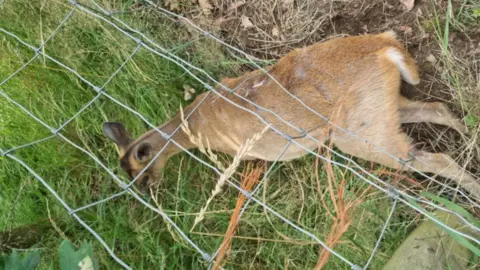 Alex Palmer Deer stuck in fencing