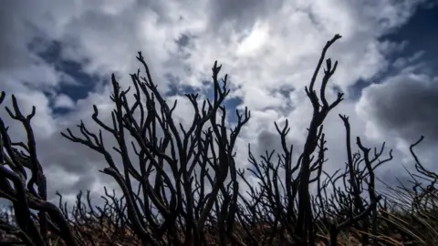 Burned vegetation silhouetted against the sky.