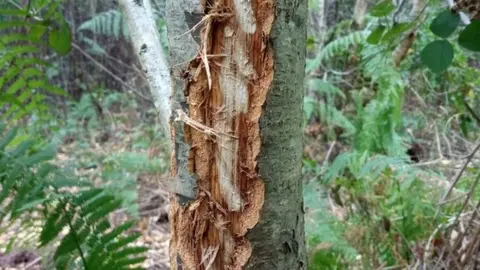 Kent Wildlife Trust Tree gored by a bison