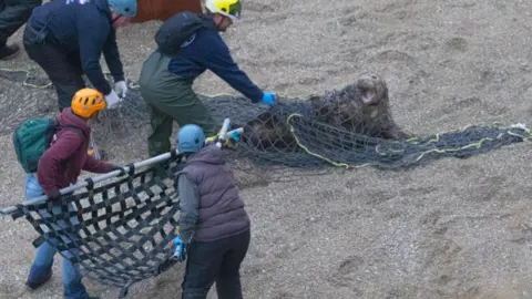 ANDY ROGERS Capturing the seal in a net