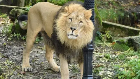 Getty Images Bhanu lion