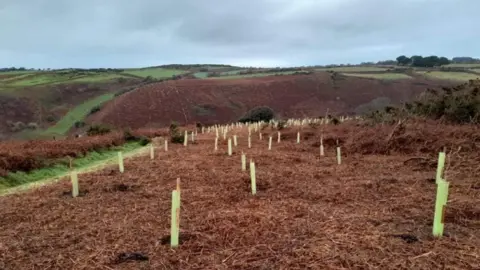 JJ Gallagher Planted trees