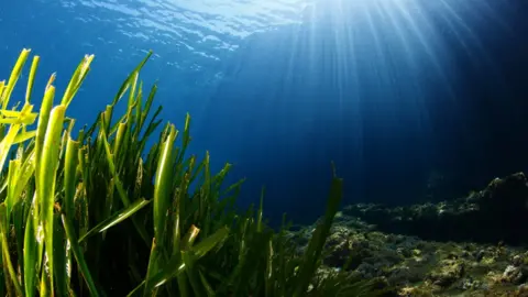 Getty Images Sea grass