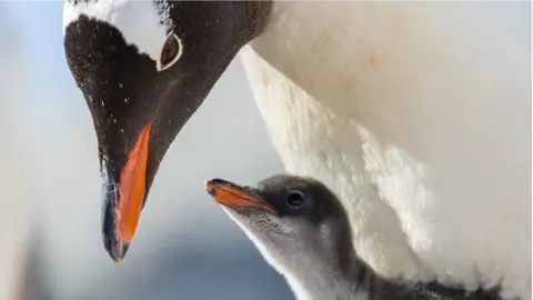 Getty Images Gentoo penguin